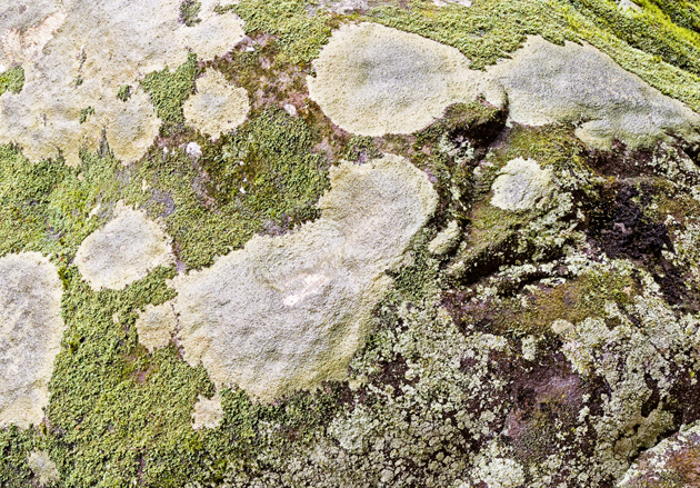 Lichen patterns on bare rock