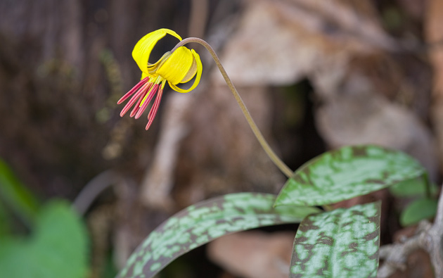 Smoky Mountains Trout Lily (Erythronium umbilicatum)
