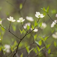 Featured Photo: Dogwood Lullaby