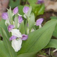 Smoky Mountains Wildflowers: Showy Orchis