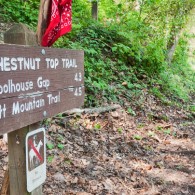Wildflower Trails: Chestnut Top Trail