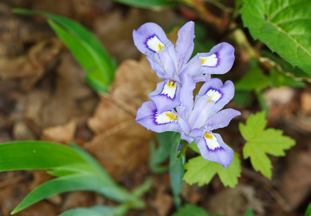 Crested Dwarf Iris © William Britten use with permission only