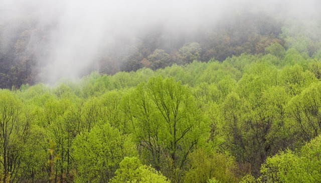 Smoky Mountains Spring Mist  © William Britten use with permission only