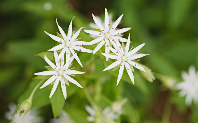 Star Chickweed © William Britten use with permission only