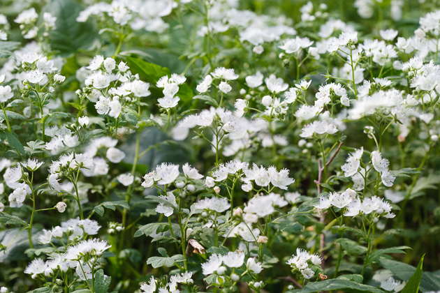 Smoky Mountains Wildflowers: Fringed Phacelia