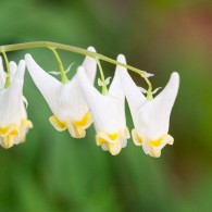 Smoky Mountains Wildflowers: Dutchmans Breeches