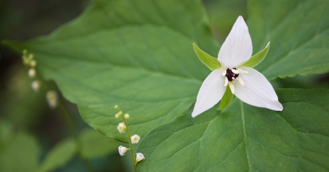 Wake Robin Trillium with Bishops Cap © William Britten use with permission only