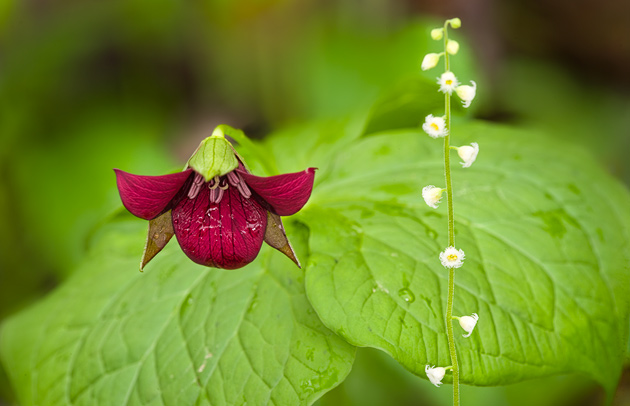Wake Robin Trillium with Bishops Cap © William Britten use with permission only