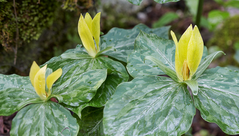 Smoky Mountains Wildflowers: Yellow Trillium