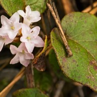 Smoky Mountains Wildflowers: Trailing Arbutus