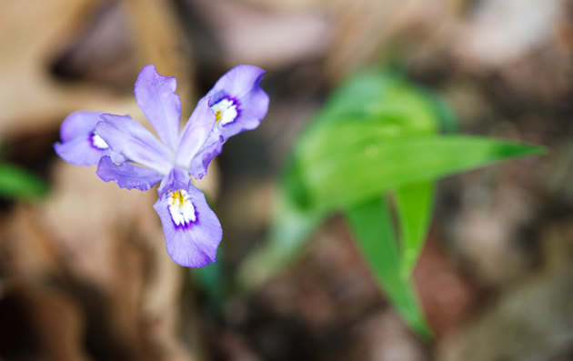 Crested Dwarf Iris © William Britten use with permission only