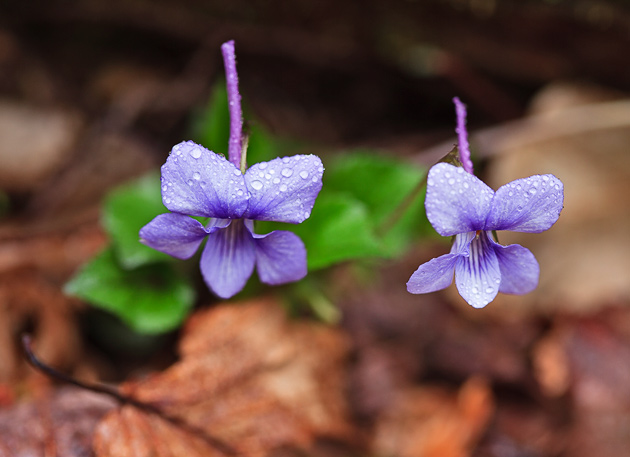 Longspurred Violet (Viola rostrata)