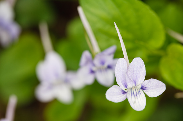 Smoky Mountains Wildflowers: Beaked Violet