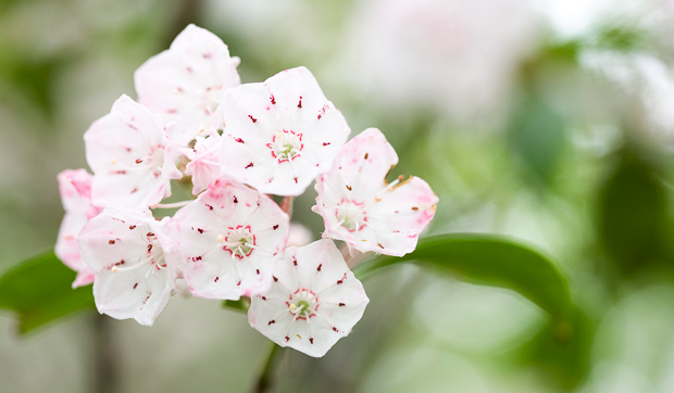 Mountain Laurel bloom in the Smoky Mountains  © William Britten use with permission only