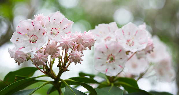Mountain Laurel in the Smoky Mountains © William Britten use with permission only
