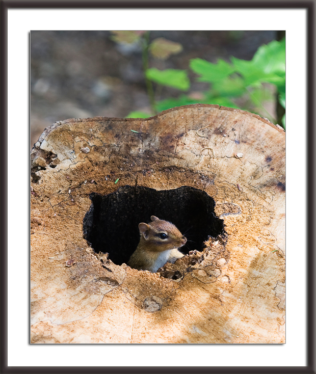 Chipmunk in a stump