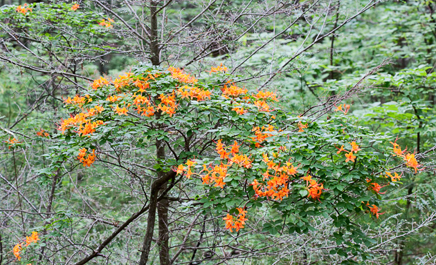 Smoky Mountain Flame Azalea  © William Britten use with permission only