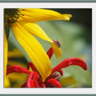 Wordless Wednesday: Ladybug, coneflower and bee balm