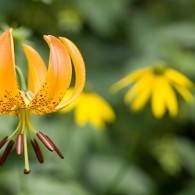 Smoky Mountains Wildflowers: Turks Cap Lily
