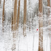 Featured Photo: Winter Silence