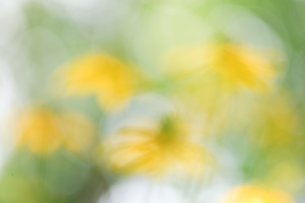 Blurred version of the Coneflowers