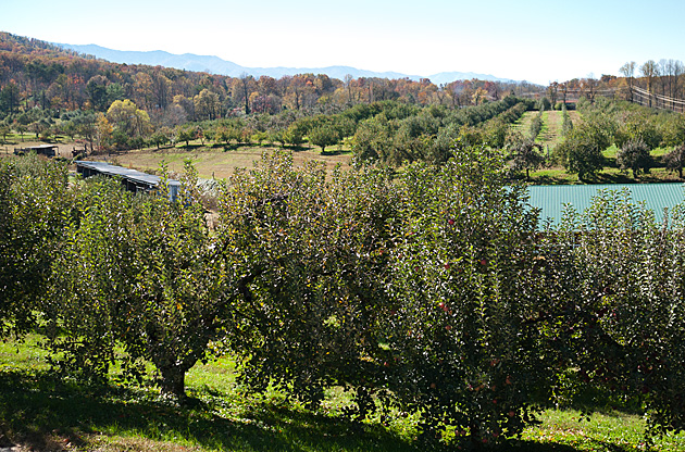 Carver Orchard in Cosby