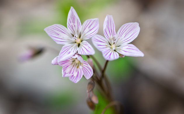 Spring Beauty (Claytonia caroliniana)