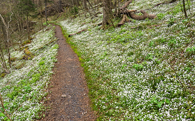Spring comes to the Appalachian Trail