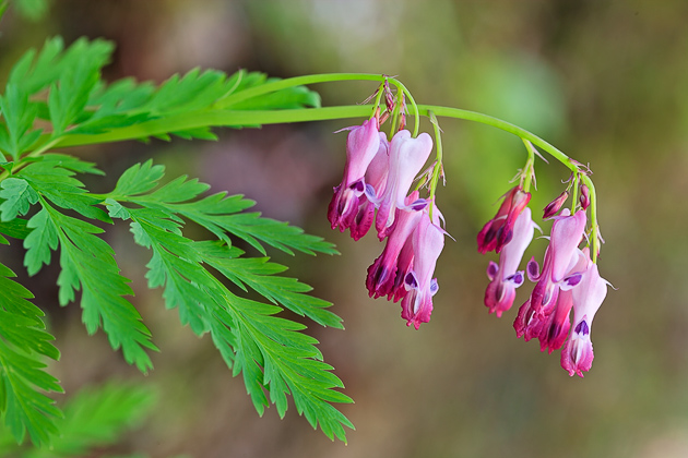 Smoky Mountains Wildflowers: Bleeding Heart