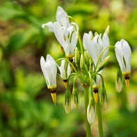 Smoky Mountains Wildflowers: Shooting Star