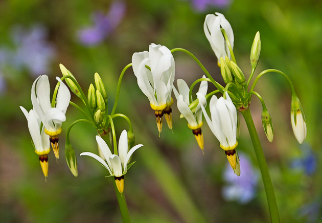 Shooting Star (Dodecatheon meadia) 