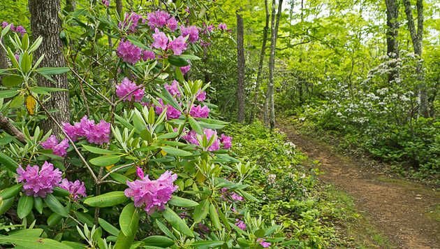 Rhododendron and Mountain Laurel along the trail