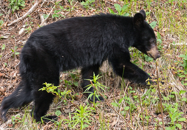 Smoky Mountains black bear