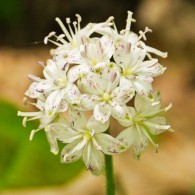 Smoky Mountains Wildflowers: Speckled Wood Lily