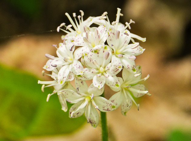 Speckled Wood Lily (Clintonia umbellulata)