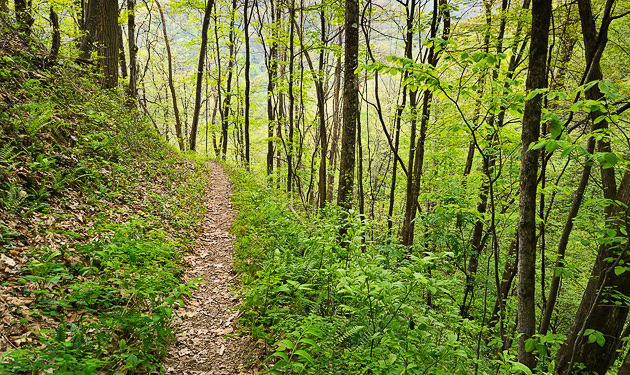 Favorite Trails: Kanati Fork and Thomas Divide