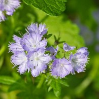 Smoky Mountains Wildflowers: Phacelia