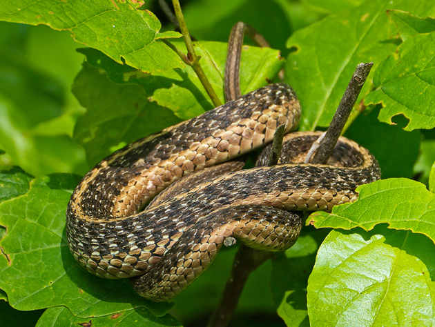 Smoky Mountains Snake
