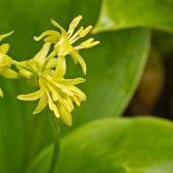 Smoky Mountains Wildflowers: Yellow Clintonia or Blue Bead Lily