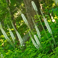 Smoky Mountains Wildflowers: Black Cohosh