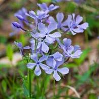 Smoky Mountains Wildflowers: Blue Phlox