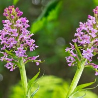 Smoky Mountains Wildflowers: Purple Fringed Orchid