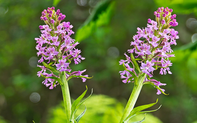 Purple-Fringed Orchid (Platanthera psycodes)