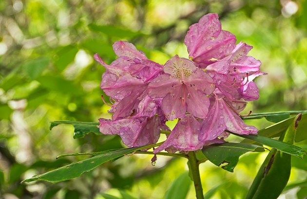 Catawba Rhododendron 