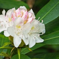Smoky Mountains Wildflowers: Rhododendron