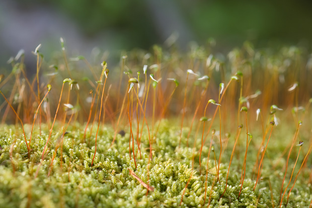 Moss finds a Foothold 