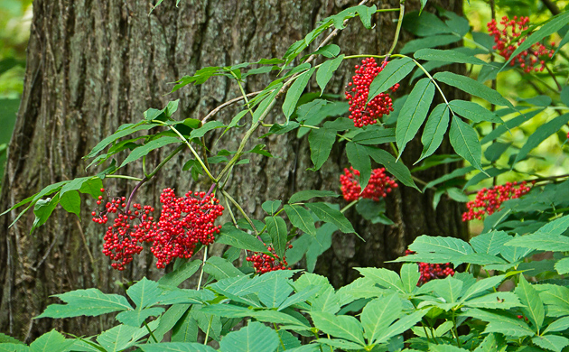 Smoky Mountains Wildflowers: Red Elderberry