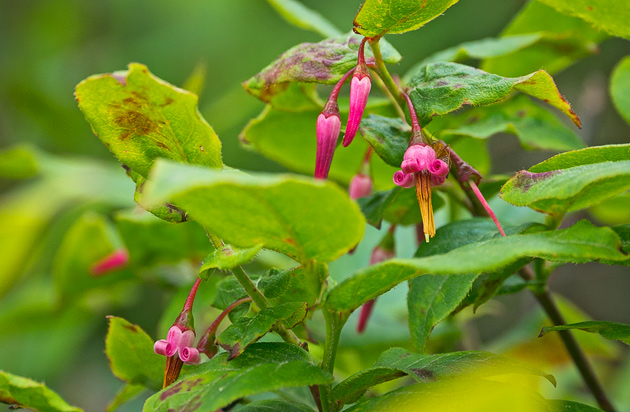Southern Mountain Cranberry (Vaccinium erythrocarpum) 