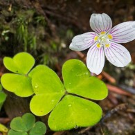 Smoky Mountains Wildflowers: Wood Sorrel
