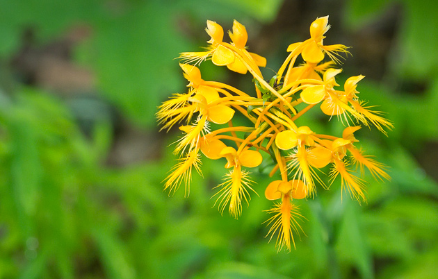 Yellow Fringed Orchid (Platanthera ciliaris)